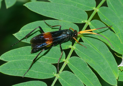 Compsocryptus fasciipennis