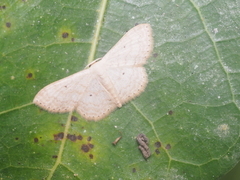 Scopula parodites
