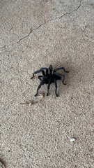 Aphonopelma steindachneri