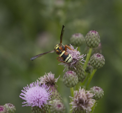 Pterocheilus