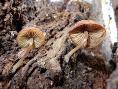 Simocybe phlebophora