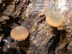 Simocybe phlebophora