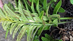 Asplenium obtusatum obtusatum
