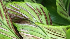 Asplenium obtusatum obtusatum