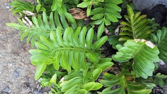 Asplenium obtusatum obtusatum