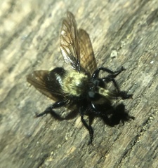 Laphria divisor