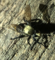 Laphria divisor