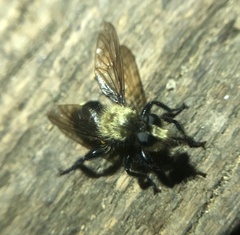 Laphria divisor
