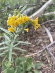 Lithospermum multiflorum