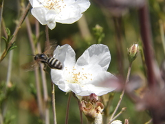 Lasioglossum sisymbrii