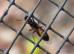 Opisthopsis picta