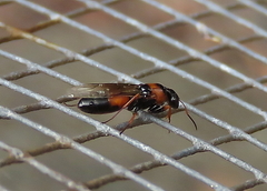 Opisthopsis picta