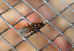 Opisthopsis picta