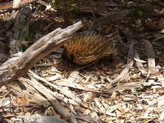 Tachyglossus aculeatus multiaculeatus