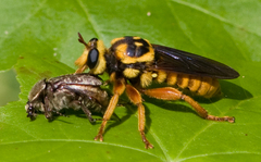 Laphria saffrana