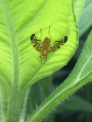 Strauzia longipennis