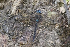 Rhionaeschna obscura