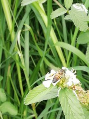 Apis mellifera