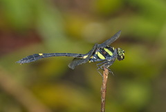 Gomphidictinus perakensis