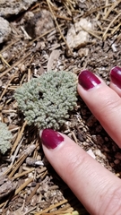 Oreonana vestita