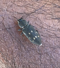 Melanophila consputa