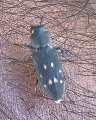 Melanophila consputa