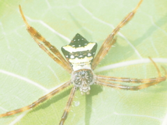 Argiope reinwardti