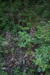 Himantoglossum comperianum