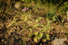Clinopodium caucasicum