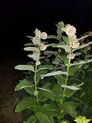 Asclepias syriaca