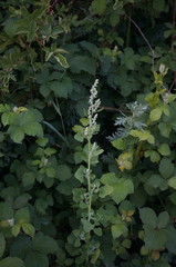 Chenopodium opulifolium