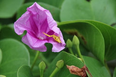 Thomisus okinawensis