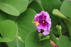 Thomisus okinawensis