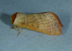 Datana major