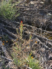 Castilleja minor