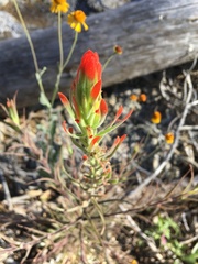Castilleja minor