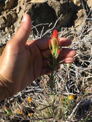 Castilleja minor