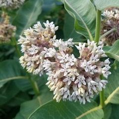 Asclepias syriaca