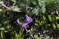Oxytropis arctica murrayi
