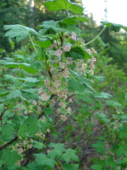 Ribes acerifolium