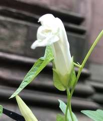 Calystegia sepium