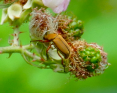 Macrodactylus uniformis
