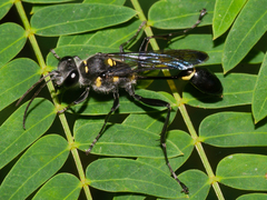 Sceliphron argentifrons