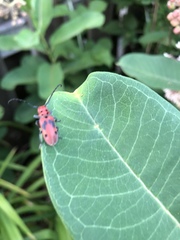 Tetraopes tetrophthalmus