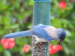 Aphelocoma californica