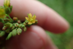 Hypericum gymnanthum