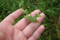 Hypericum gymnanthum