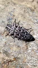 Chrysobothris monticola