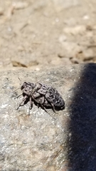 Chrysobothris monticola