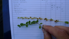 Veronica serpyllifolia serpyllifolia